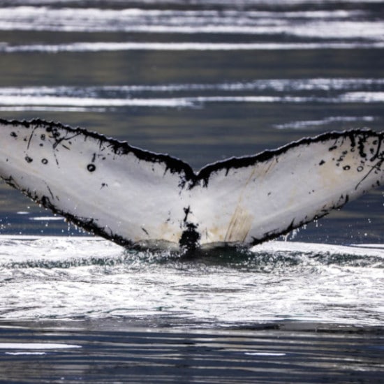 tierra-latina-observation-baleines-voyage-chili-isla-carlos-III-whalesound