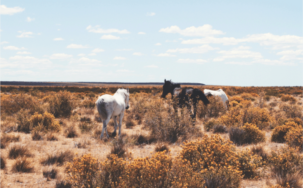 tierra-latina-peninsule-valdes-Photo-by-Cynthia-del-Río-on-Unsplash