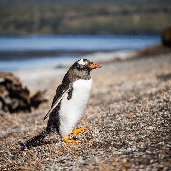 tierra-latina-ushuaia-pinguinera-manchots-de-magellan-photo-madame-oreille.png