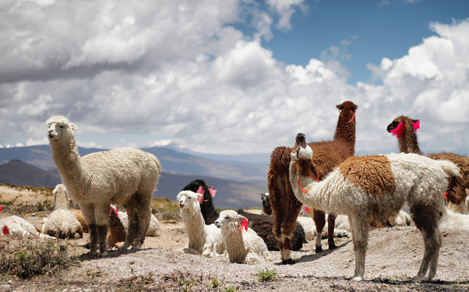 voyage-perou-colca-lama-jessica-knowlden-unsplash