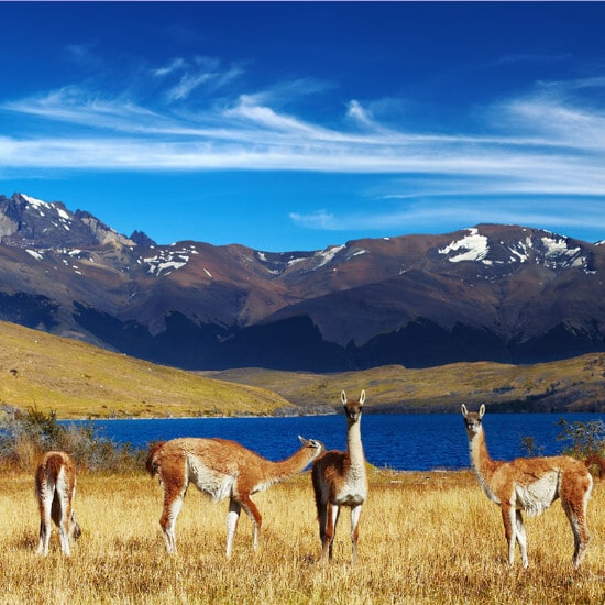 tierra-latina-parc-national-torres-del-paine-guanacos