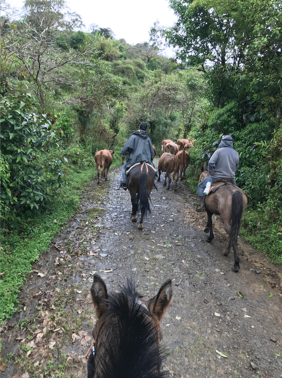 voyage-chez-l-habitant-costa-rica-orosi