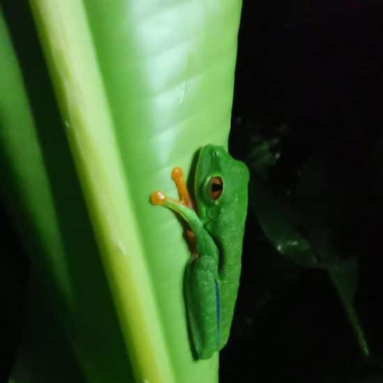 grenouille-verte-yeux-rouge-costa-rica