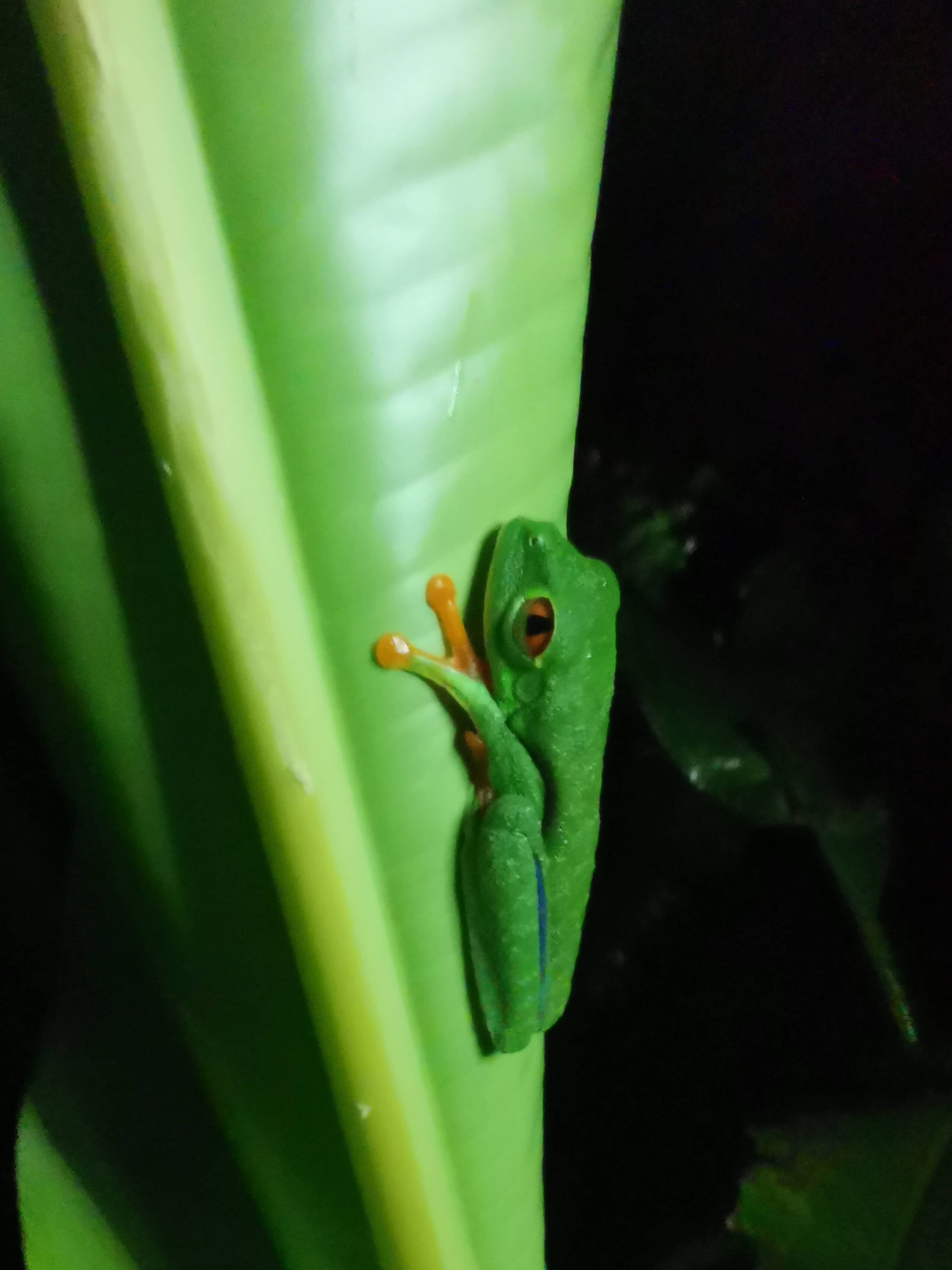 grenouille-verte-yeux-rouge-costa-rica