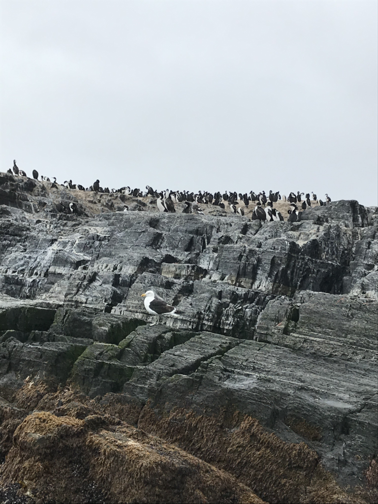 isla-lobos-canal-beagle-excursion-ushuaia-argentine