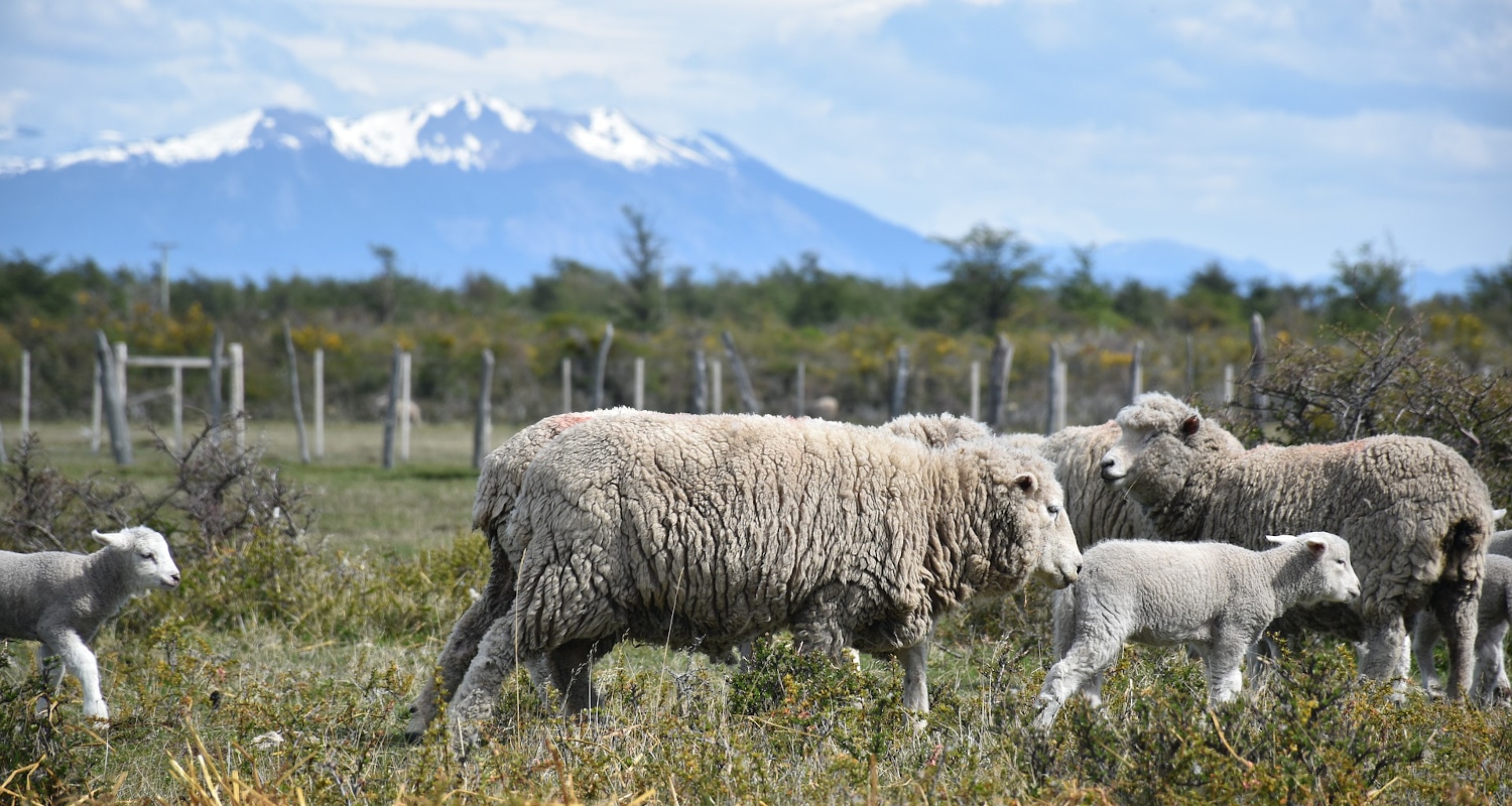 voyager en argentine en famille patagonie