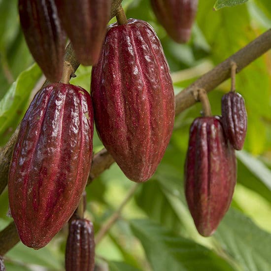 voyage-perou-amazonie-cacao-marco-vasquez