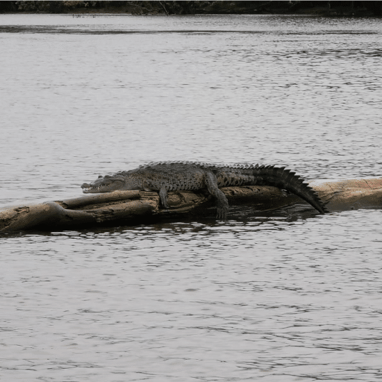 crocodile-tortuguero-costa-rica