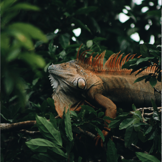 iguane-alli-elder-tortuguero-costa-rica