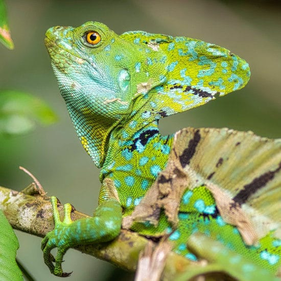 tierra-latina-geoffrey-baumba-parc-national-tortuguero-costa-rica