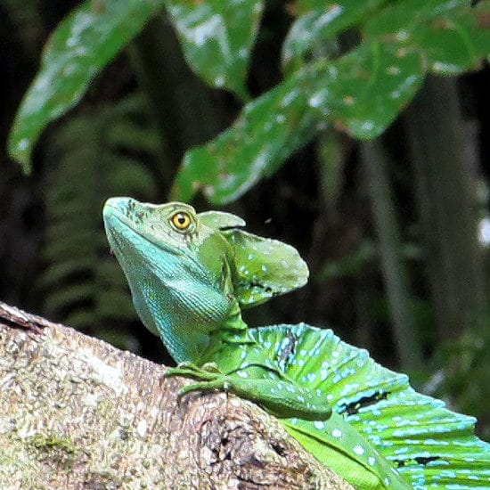 tierra-latina-jenni-miska-parc-national-tortuguero-costa-rica