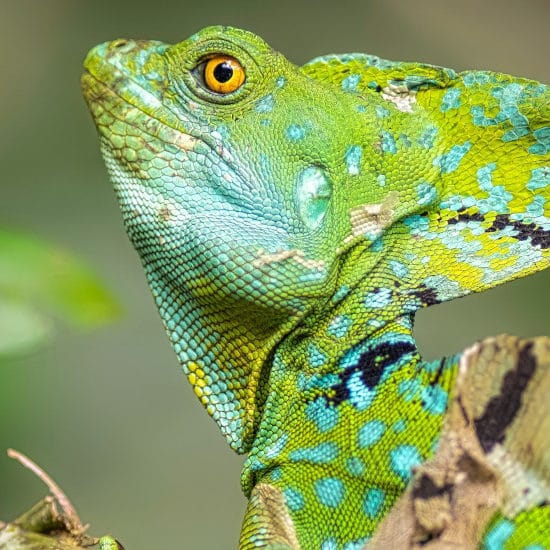 tierra-latina-jenni-miska-visiter-tortuguero-au-costa-rica