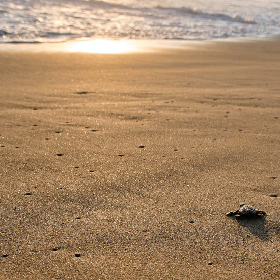 tierra-latina-marco-bicca-parc-national-tortuguero-costa-rica