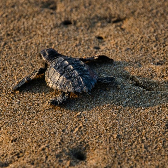 tierra-latina-marco-bicca-visiter-tortuguero-au-costa-rica