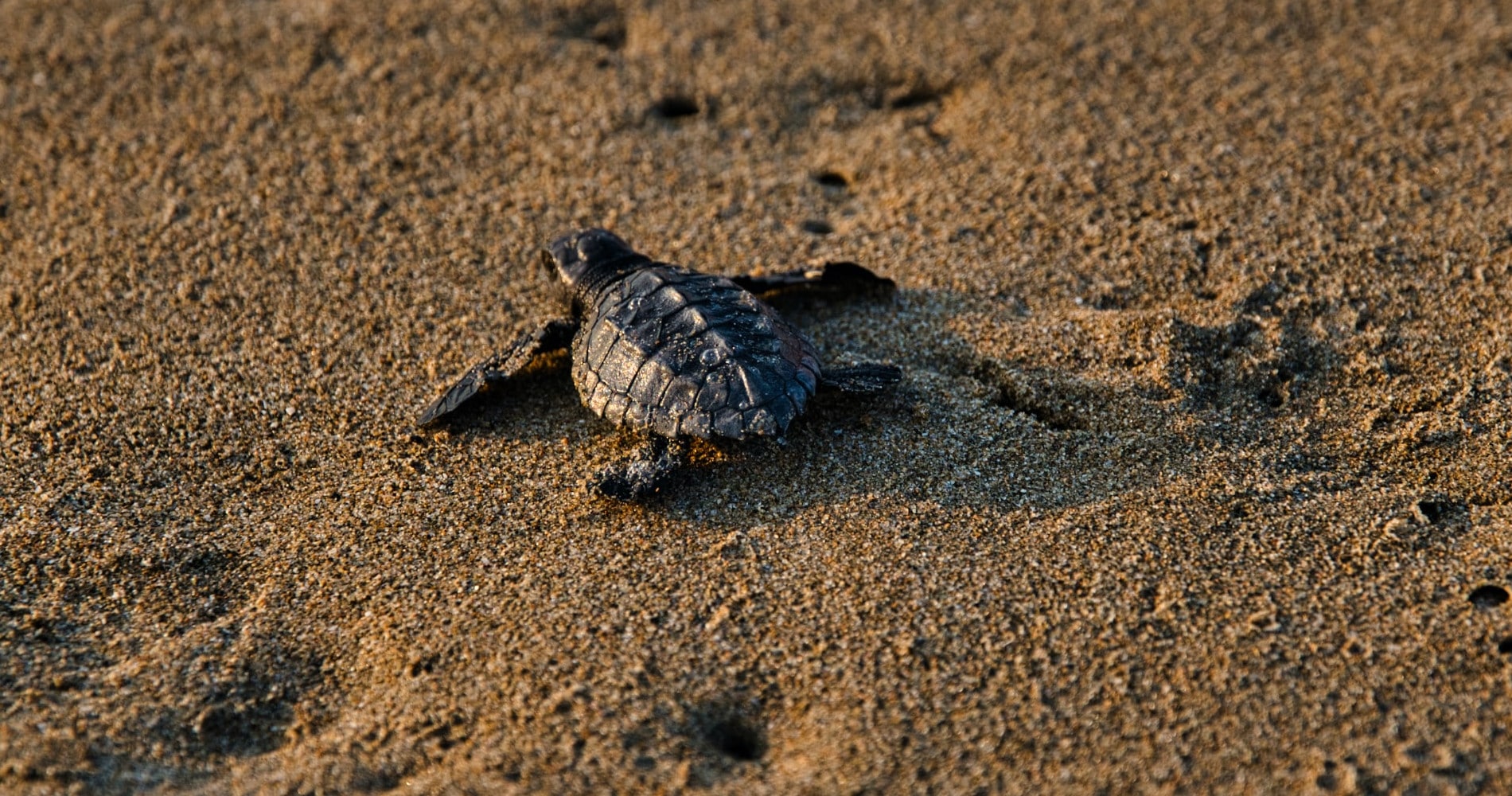 tierra-latina-marco-bicca-visiter-tortuguero-au-costa-rica