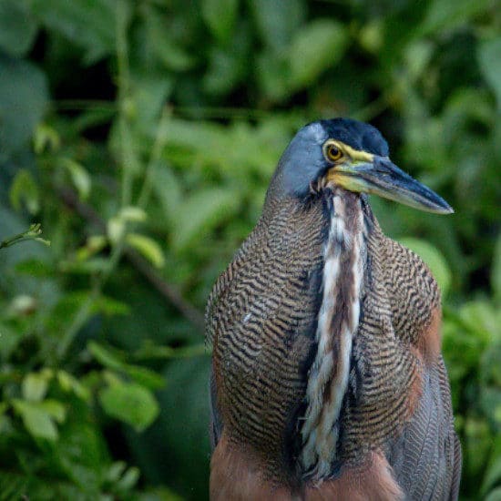 tierra-latina-ray-harrington-parc-national-tortuguero-costa-rica