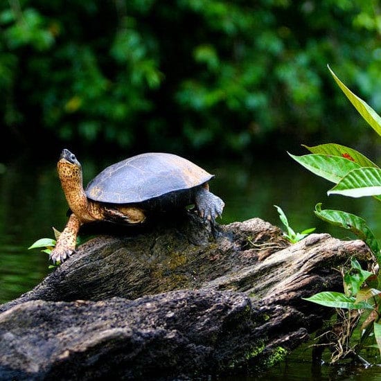 tierra-latina-tortue-de-mer-parc-national-tortuguero-costa-rica