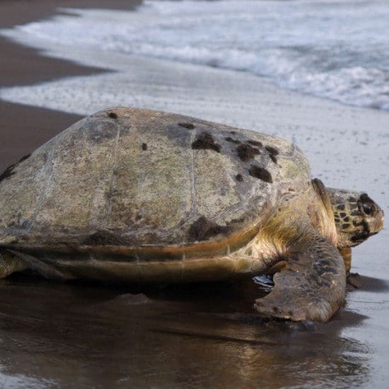 tierra-latina-tortue-parc-national-tortuguero-costa-rica