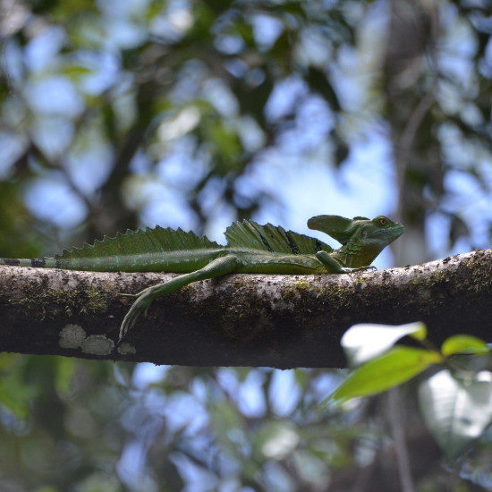 tierra-latina-iguane-communaute-rurale-costa-rica