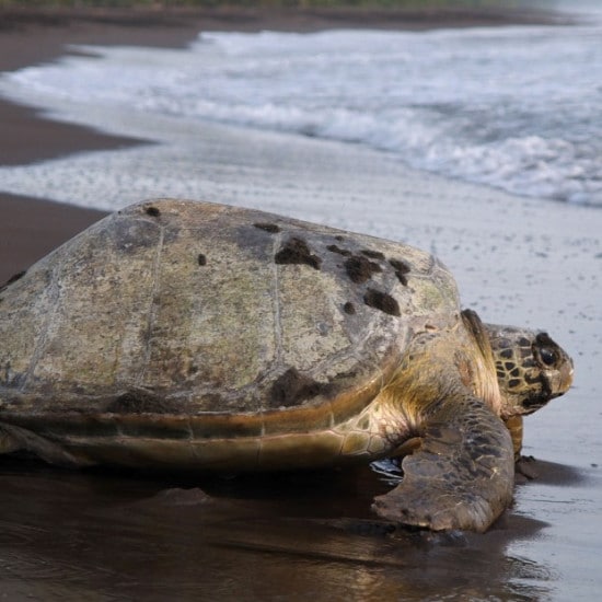 tierra-latina-tortuguero-TORTUES-costa-rica