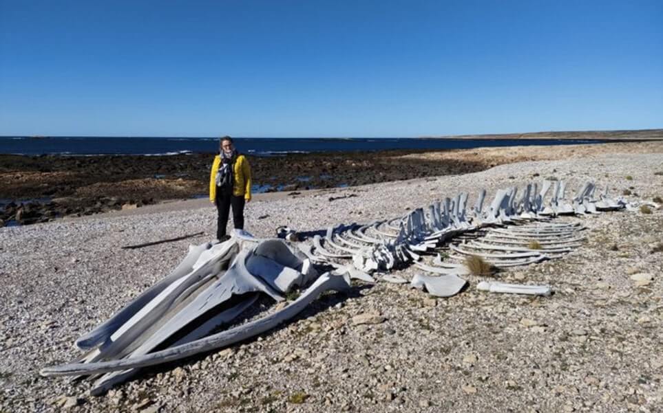 voyage-argentine-patagonie-bahia-bustamante-04-alex-limplaire