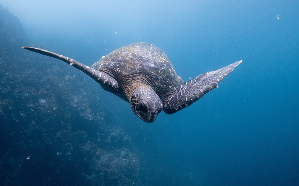 equateur-quand-partir-galapagos-tortue-dustin-haney-unsplash