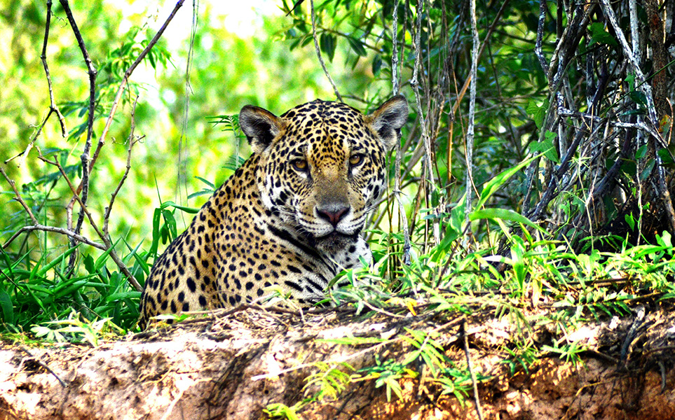 voyage-bresil-pantanal-abraao-paes