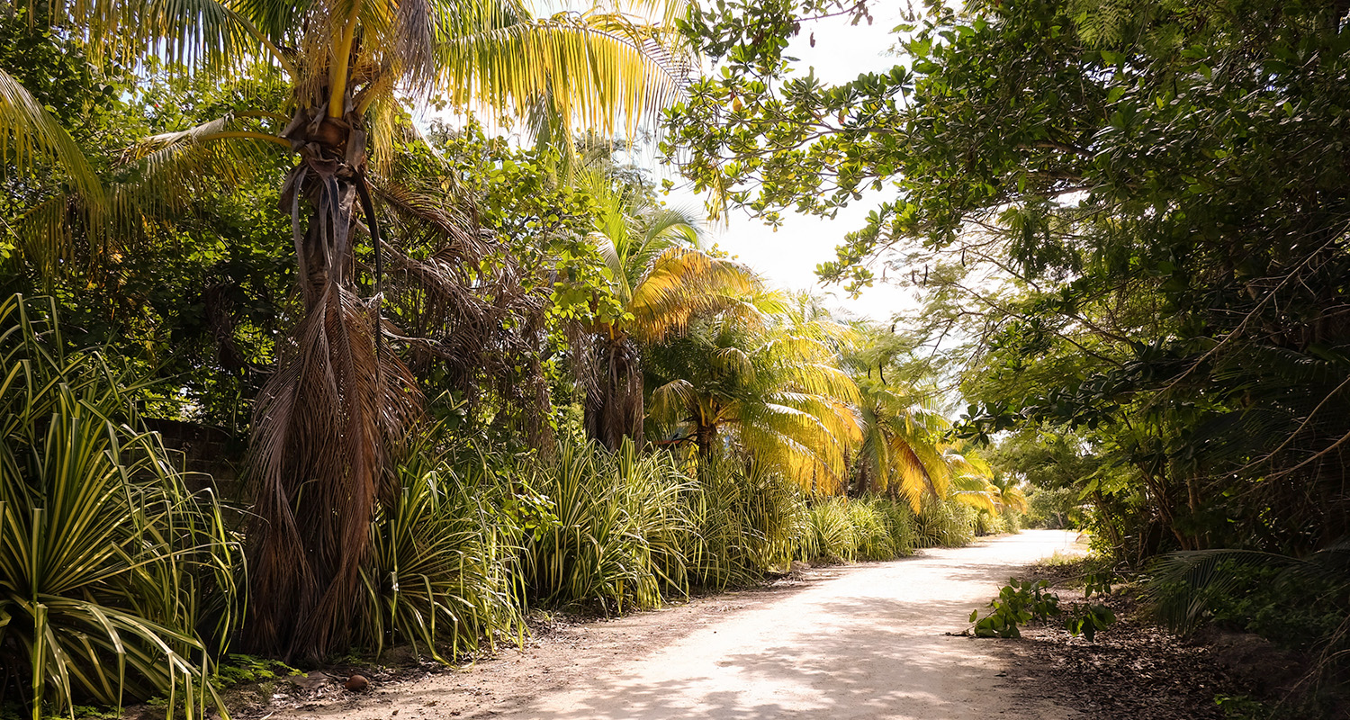 voyage-mexique-quintana-roo-yucatan-jungle-alevision