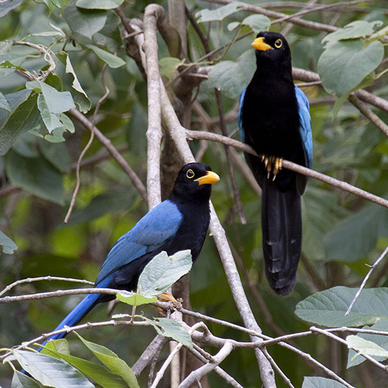 voyage-mexique-yucatan-geai-oiseau-Cyanocorax-yucatanicus-tony-hisgett