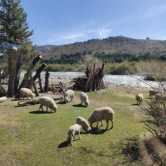 sejour-patagonie-communaute-mapuche-argentine-alex-limplaire