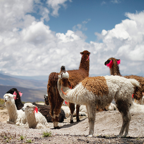 voyage-perou-luxe-arequipa-colca-jessica-knowlden-unsplash