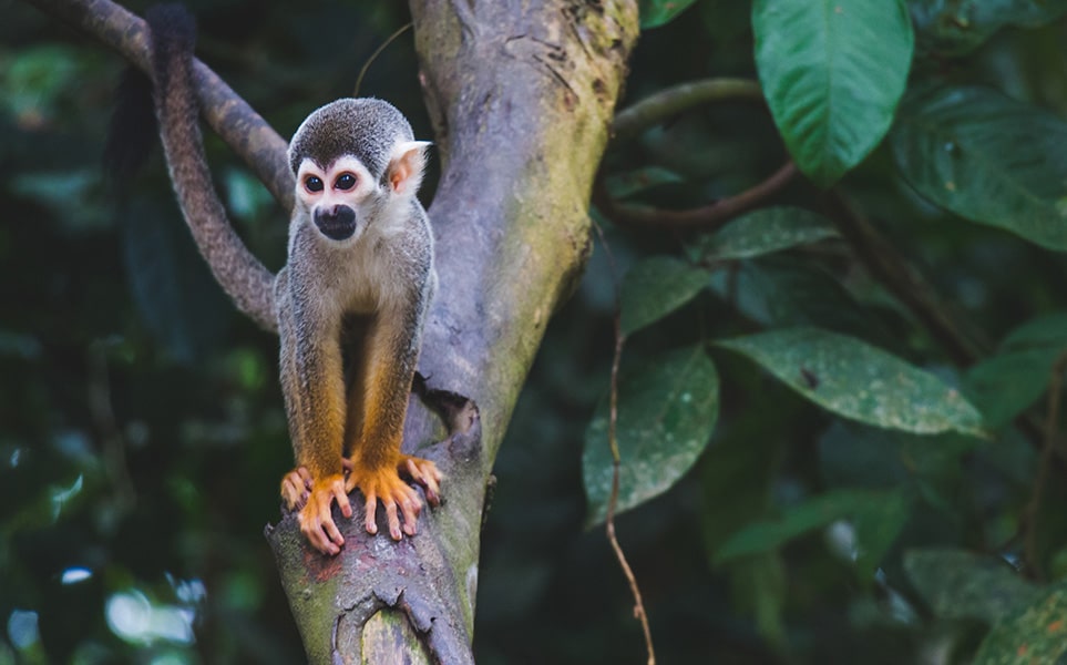 voyage-colombie-amazonie-diego-guzman-unsplash