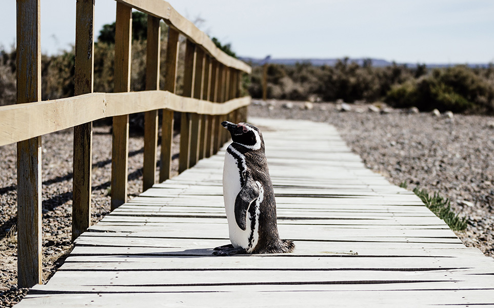 voyage-argentine-manchots-puerto-madryn-giorgio-parravicini-unsplash