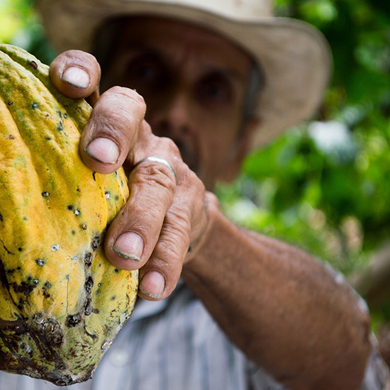 voyage-costa-rica-cacao-pexels-pixabay