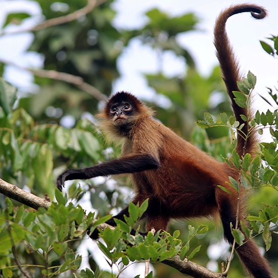 voyage-costa-rica-tortuguero-singe-frank-eiffert-unsplash