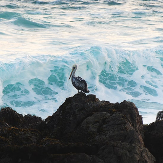voyage-chili-isla-negra-kevin-fuentealba-unsplash