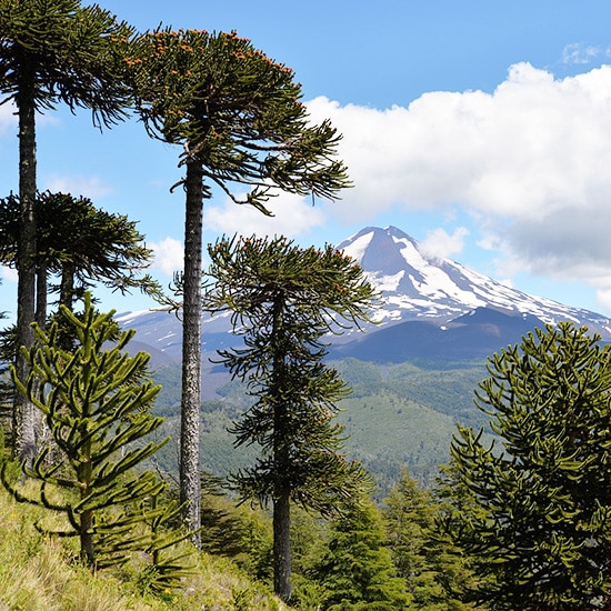 voyage-chili-patagonie-conguillio-patricio-hurtado-pixabay