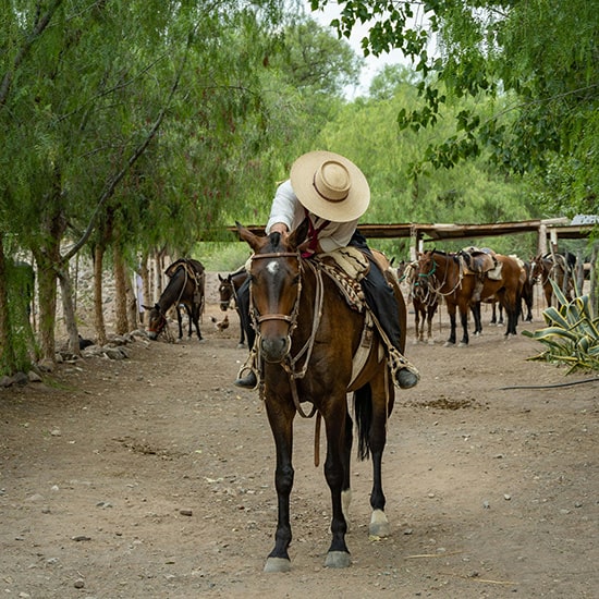 voyage-argentine-mendoza-estancia-gaucho-getty-images-unsplash
