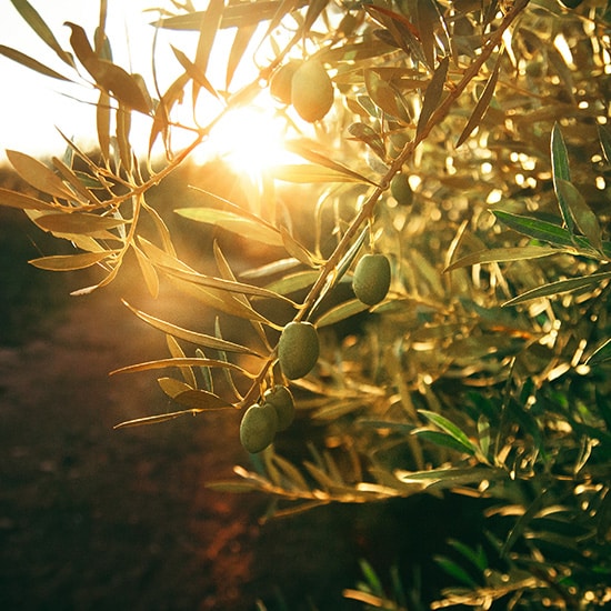 voyage-argentine-mendoza-olive-flor-saurina-unsplash