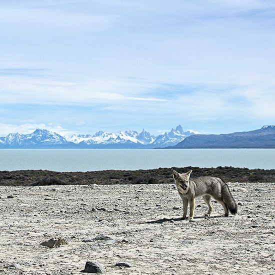 voyage-argentine-patagonie-calafate-aquiles-carattino-unsplash