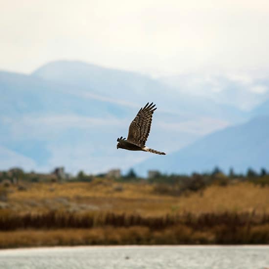 voyage-argentine-patagonie-el-calafate-nimez-florencia-lewis-unsplash
