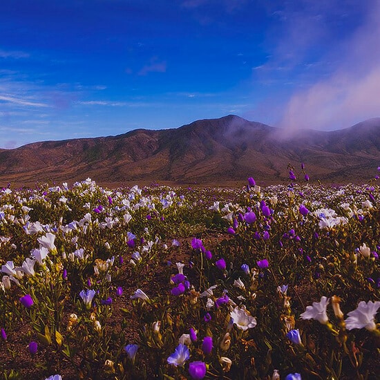 voyage-chili-atacama-desert-fleuri-chang-hyon-lee-wikimedia