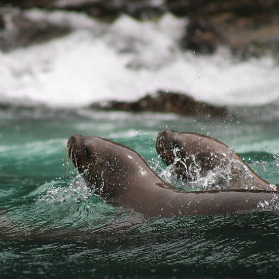 voyage-chili-chanaral-lions-mer-kelly-mella-unsplash