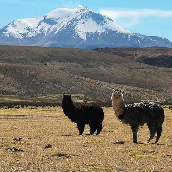 voyage-chili-nord-atacama-arica-putre-mariana-proenca-unsplash