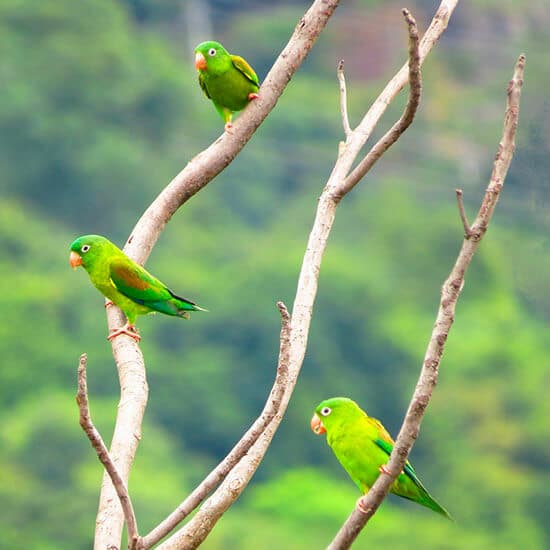 voyage-colombie-amazonie-loros-davidferpz-pixabay