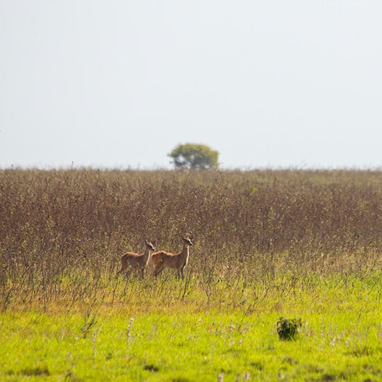 voyage-colombie-llanos-yopal-luis-perez-flickr