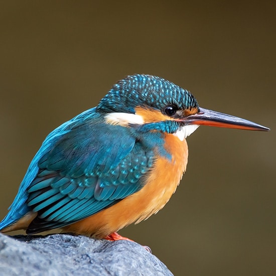voyage-colombie-pacifique-oiseau-cotinga-rawpixel