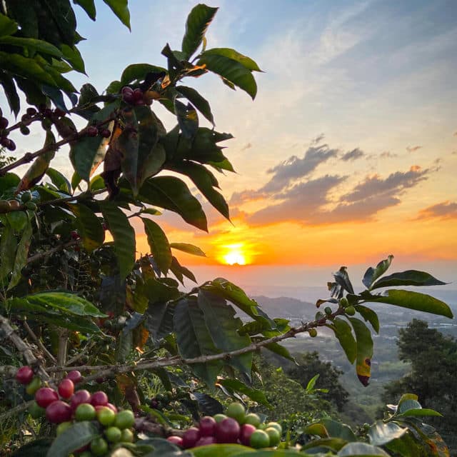 voyage-colombie-pereira-cafe-cesar-ardila-unsplash
