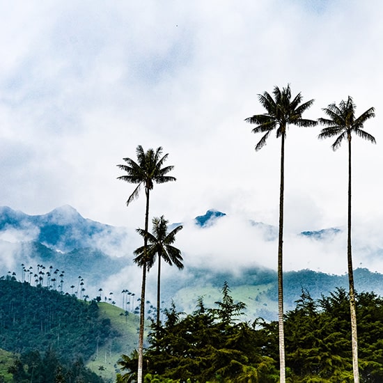 voyage-colombie-vallee-cocora-saul-mercado-unsplash