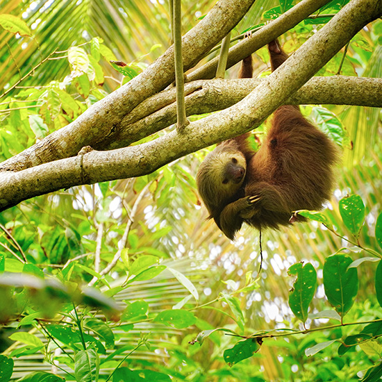 voyage-costa-rica-cahuita-paresseux-adrian-valverde-unsplash